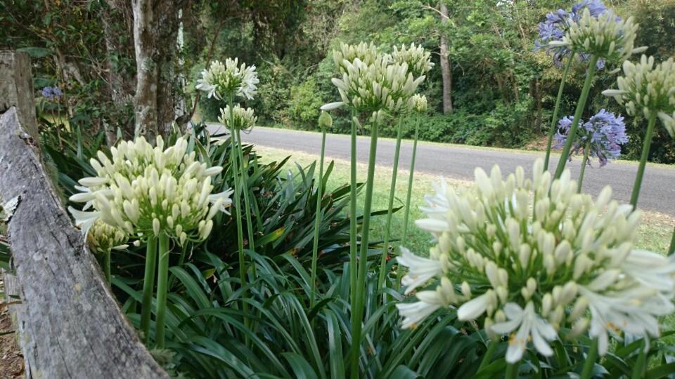 The Paddocks Villa Maleny Ngoại thất bức ảnh